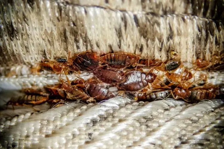 Bed Bug Treatment