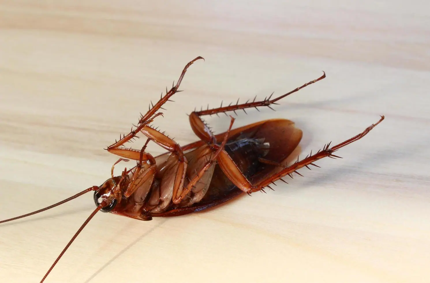 Cockroach Control