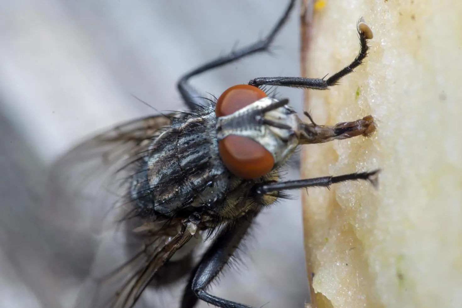 Fly Control