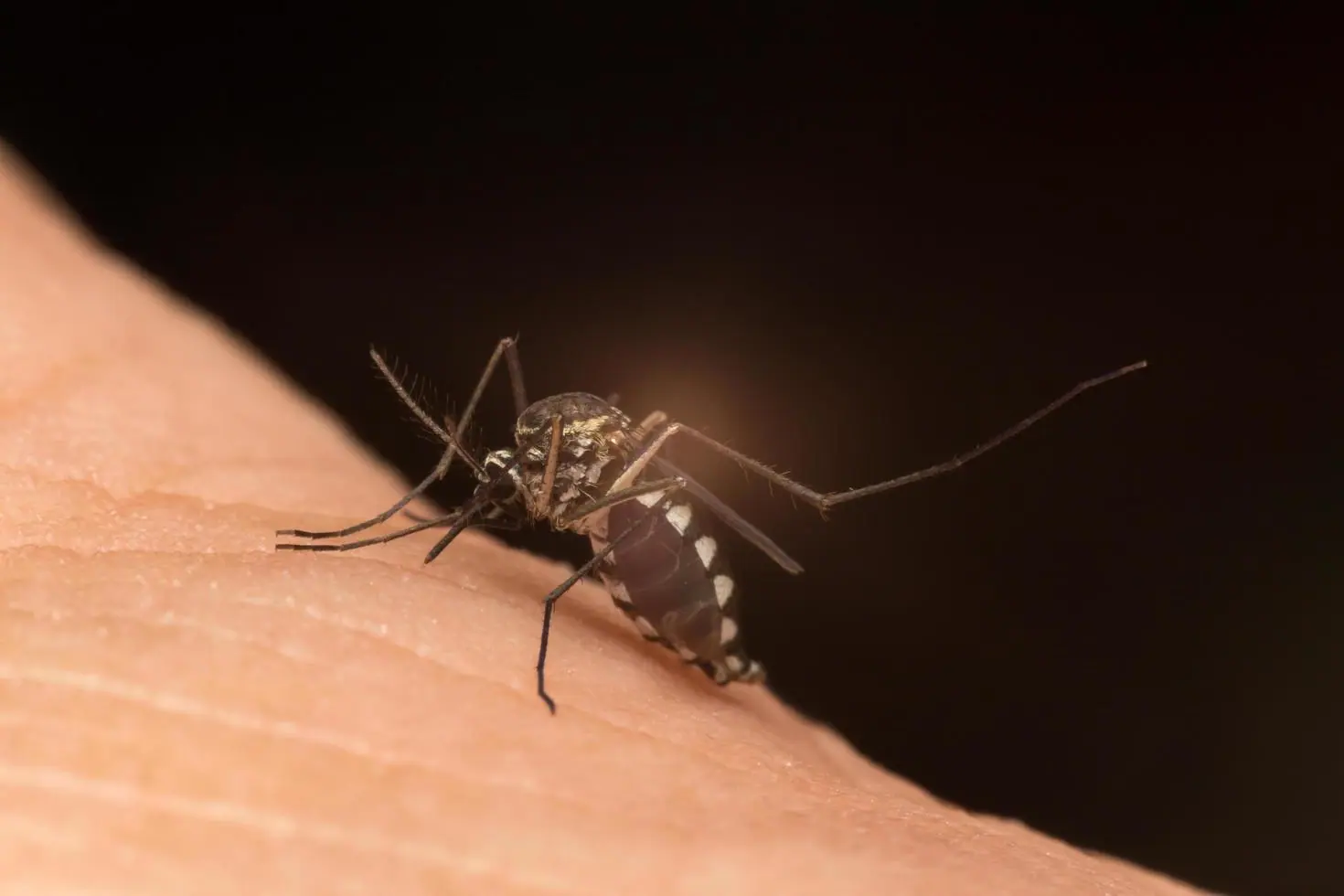 Mosquito Control